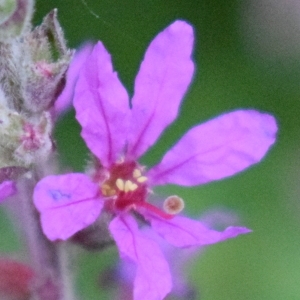 Photographie n°2326879 du taxon Lythrum salicaria L. [1753]