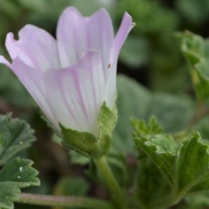 Photographie n°2326885 du taxon Malva neglecta Wallr. [1824]