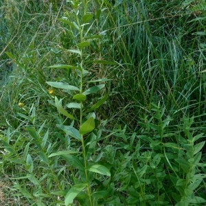 Photographie n°2326894 du taxon Hieracium umbellatum L. [1753]