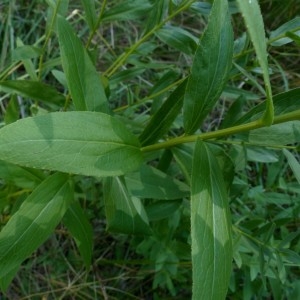 Photographie n°2326897 du taxon Hieracium umbellatum L. [1753]