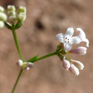 Photographie n°2326901 du taxon Asperula cynanchica L. [1753]