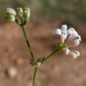 Photographie n°2326903 du taxon Asperula cynanchica L. [1753]