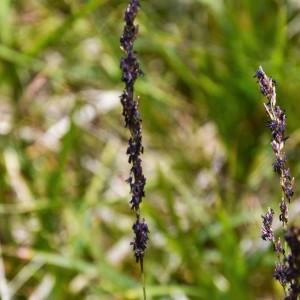 Photographie n°2326929 du taxon Molinia caerulea (L.) Moench [1794]