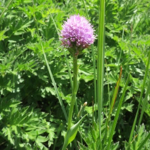 Photographie n°2326945 du taxon Traunsteinera globosa (L.) Rchb. [1842]