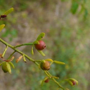 Photographie n°2326978 du taxon Osyris alba L. [1753]