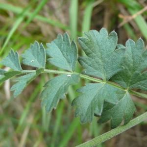 Photographie n°2326980 du taxon Pimpinella saxifraga subsp. saxifraga