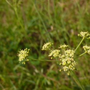 Photographie n°2326987 du taxon Dichoropetalum carvifolia (Vill.) Pimenov & Kljuykov [2007]