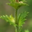  Liliane Roubaudi - Euphrasia officinalis subsp. rostkoviana (Hayne) F.Towns. [1884]