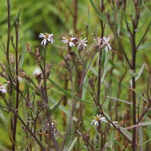 Photographie n°2327043 du taxon Aster tripolium L. [1753]