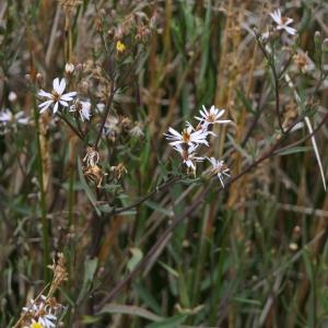 Photographie n°2327044 du taxon Aster tripolium L. [1753]