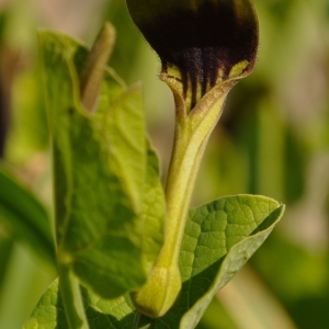 Photographie n°2327076 du taxon Aristolochia rotunda L. [1753]