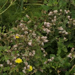 Photographie n°2327089 du taxon Mentha suaveolens Ehrh. [1792]