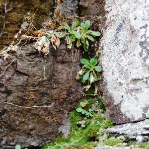 Photographie n°2327090 du taxon Micranthes clusii (Gouan) Fern.Prieto, V.Vázquez, Vallines & Cires. [2010]