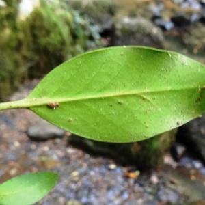 Photographie n°2327112 du taxon Ilex aquifolium L. [1753]