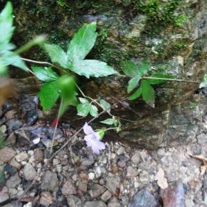 Photographie n°2327113 du taxon Geranium nodosum L. [1753]