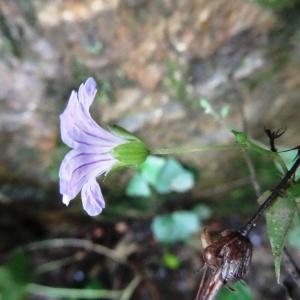 Photographie n°2327116 du taxon Geranium nodosum L. [1753]