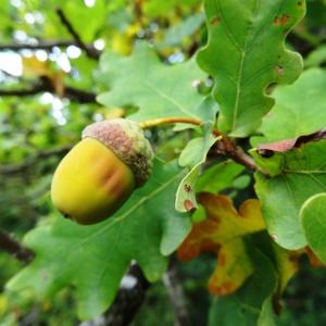 Photographie n°2327124 du taxon Quercus robur L. [1753]