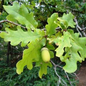 Photographie n°2327125 du taxon Quercus robur L. [1753]