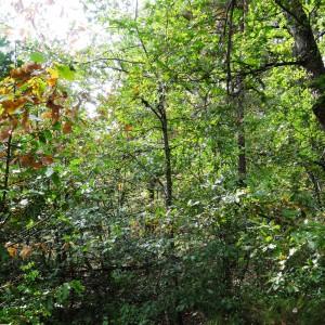 Photographie n°2327132 du taxon Sorbus torminalis (L.) Crantz [1763]