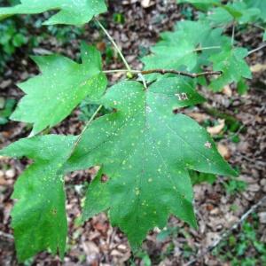 Photographie n°2327133 du taxon Sorbus torminalis (L.) Crantz [1763]