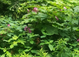 Jean-Claude Louvrier, le 24 juillet 2019 (Copake Falls ; NY ; USA (Harlem valley Rail Trail))