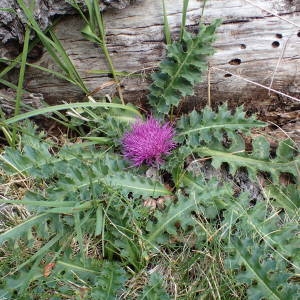 Photographie n°2327178 du taxon Cirsium acaulon (L.) Scop. [1769]