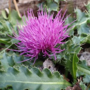 Photographie n°2327180 du taxon Cirsium acaulon (L.) Scop. [1769]