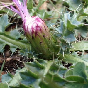 Photographie n°2327181 du taxon Cirsium acaulon (L.) Scop. [1769]