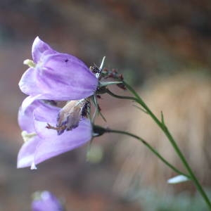 Photographie n°2327196 du taxon Campanula precatoria Timb.-Lagr. [1873]