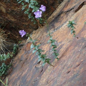 Photographie n°2327197 du taxon Campanula precatoria Timb.-Lagr. [1873]