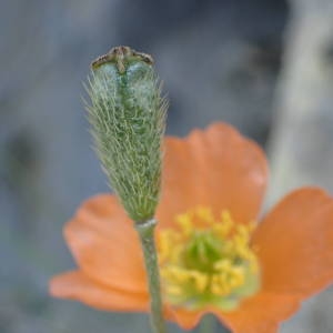 Photographie n°2327243 du taxon Papaver alpinum subsp. suaveolens (Lapeyr. ex P.Fourn.) O.Bolòs & Vigo [1974]