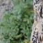  Sylvain Piry - Papaver alpinum subsp. suaveolens (Lapeyr. ex P.Fourn.) O.Bolòs & Vigo [1974]