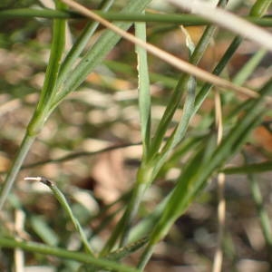 Photographie n°2327300 du taxon Dianthus hyssopifolius L. [1755]