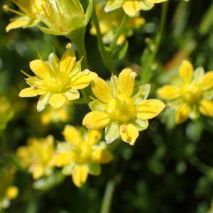 Photographie n°2327311 du taxon Saxifraga aizoides L. [1753]