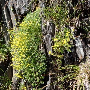 Photographie n°2327313 du taxon Saxifraga aizoides L. [1753]