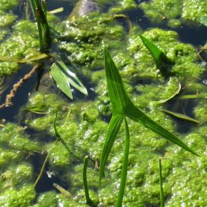 Photographie n°2327328 du taxon Sagittaria sagittifolia L. [1753]