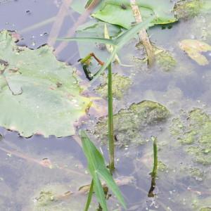 Photographie n°2327329 du taxon Sagittaria sagittifolia L. [1753]