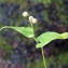  Liliane Roubaudi - Maianthemum bifolium (L.) F.W.Schmidt