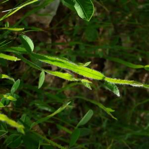 Photographie n°2327356 du taxon Genista sagittalis L.