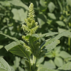 Photographie n°2327401 du taxon Amaranthus retroflexus L.