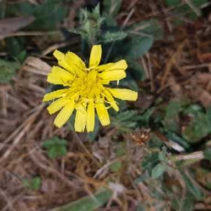 Photographie n°2327419 du taxon Lactuca serriola L. [1756]