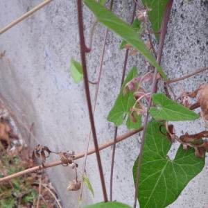 Photographie n°2327424 du taxon Convolvulus sepium L.