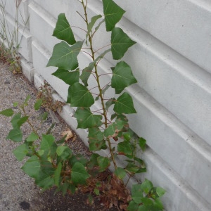 Photographie n°2327435 du taxon Populus nigra L.