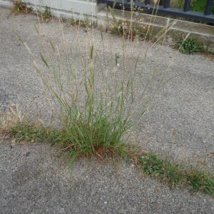 Photographie n°2327481 du taxon Bothriochloa barbinodis (Lag.) Herter [1940]