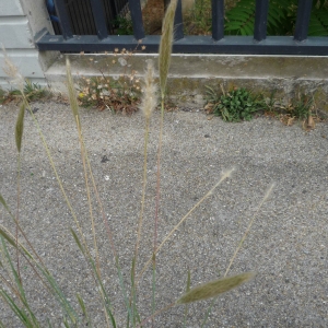 Photographie n°2327482 du taxon Bothriochloa barbinodis (Lag.) Herter [1940]