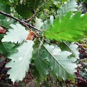 Photographie n°2327531 du taxon Quercus robur L. [1753]