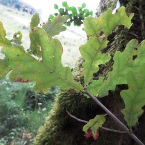 Photographie n°2327578 du taxon Quercus robur L. [1753]