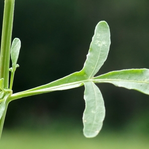 Photographie n°2327595 du taxon Reseda lutea L. [1753]