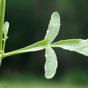 Photographie n°2327596 du taxon Reseda lutea L. [1753]