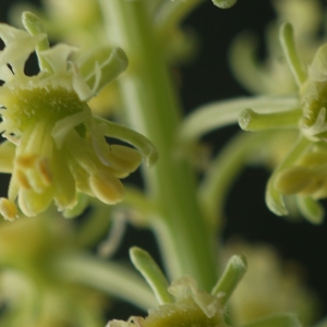 Photographie n°2327600 du taxon Reseda lutea L. [1753]